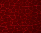 Immunohistochemistry (IHC) image of wild-type mouse gastrocnemius muscle sections labeled with DSHB anti-dystrophin [6A9]. PMID: 39034316, Fig. 3B